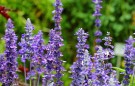 Clary Sage/Muskatellsalvia  Naturlig eterisk olja thumbnail