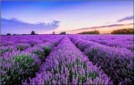 Lavendel Naturlig eterisk olja thumbnail